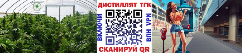ТГК концентрат Могоча